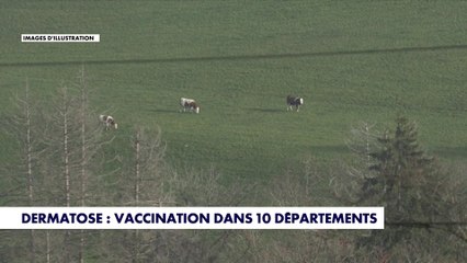 Dermatose : vaccination dans 10 départements