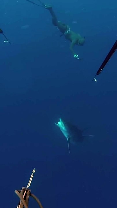 Big Shark has no choice