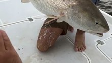 🎣 Hilarious Bull Redfish Spawns ALL OVER Me! | Epic Fishing Fail & Creamed Legs