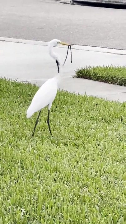 Un heron qui a un soucis... nourriture à l'infini