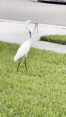 Un heron qui a un soucis... nourriture à l'infini