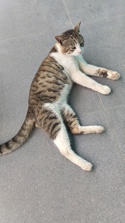 Cat Cute
