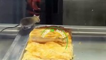 Börekçiye Giren Gurme Fare !