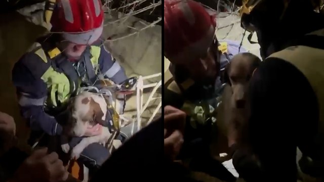 Bomberos rescatan a un perro de caza que había caído en un profundo pozo en Mallorca