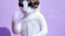 Montegem miau dance by kincy 😺