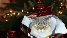 Christmas tree #cat