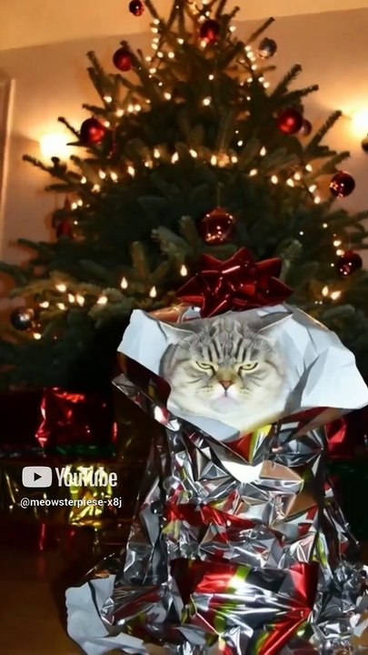 Christmas tree #cat