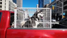 KING KONG vs GIANT HUSKY - The Ultimate Battle Against Giant Dogs