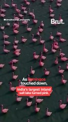 As flamingos touched down, India’s largest inland salt lake turned pink