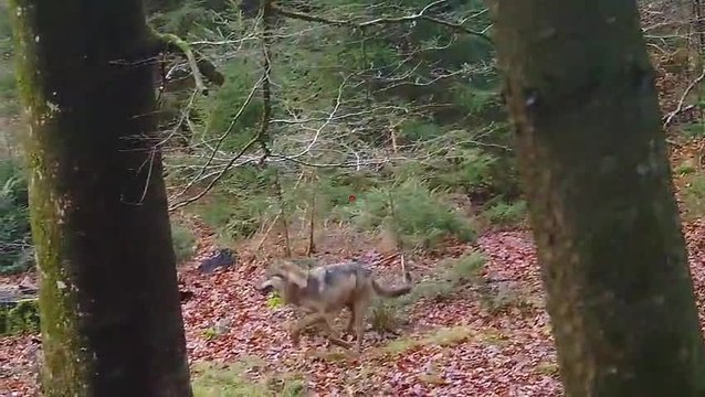 Deux loups dans la forêt de Freyr