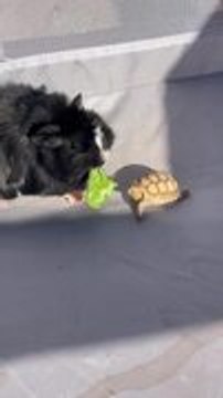 Guinea Pig Steals Lettuce From Right in Front of Tortoise?s Mouth