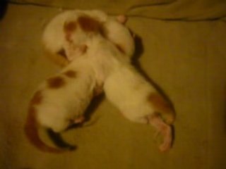 Chatons en vadrouille