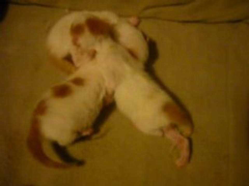 Chatons en vadrouille