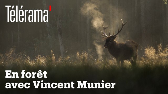À l'affût avec Vincent Munier dans la forêt vosgienne