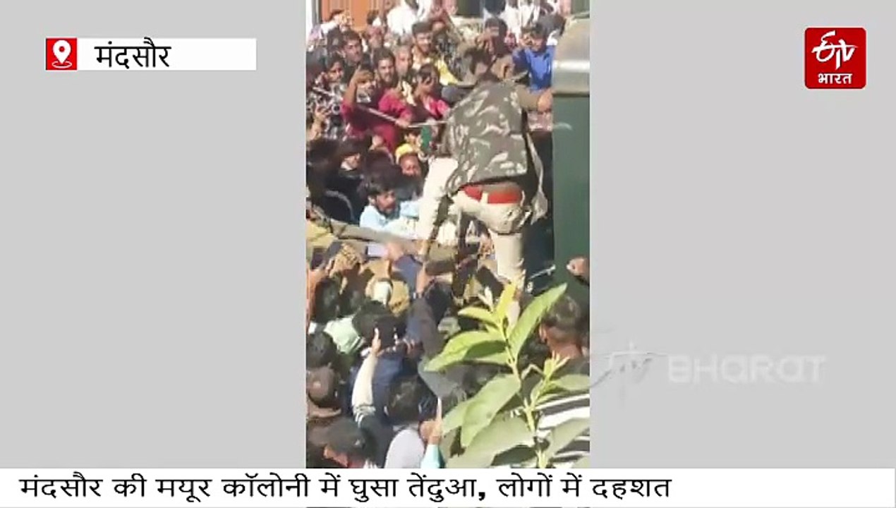 मंदसौर शहर में घुसे तेंदुए ने घरों की छतों पर मचाई धमाचौकड़ी, मुश्किल से आया काबू में