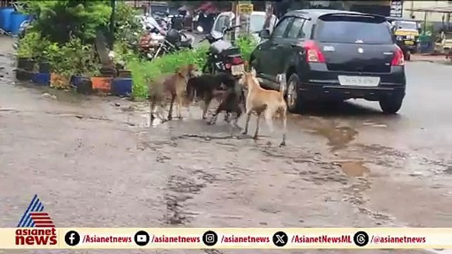 തൃത്താലയിൽ തെരുവുനായ ആക്രമണം; എട്ടുപേർക്ക് കടിയേറ്റു