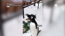 Slippery for some, but a snow day spectacle for penguins!