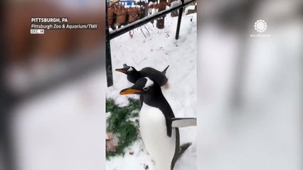 Slippery for some, but a snow day spectacle for penguins!