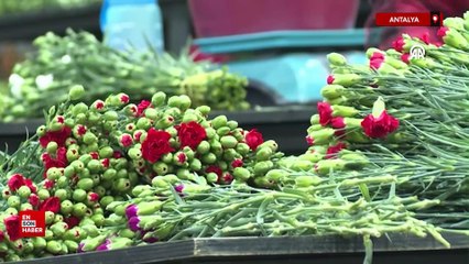 Antalya'da yılbaşı için 12 milyon dolarlık çiçek ihracatı yapıldı