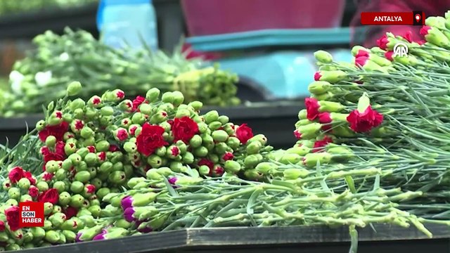 Antalya'da yılbaşı için 12 milyon dolarlık çiçek ihracatı yapıldı