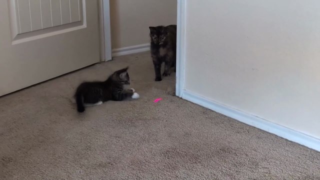 Best Rechargeable Automatic Interactive Laser Toy for Indoor Cats – Review!