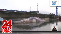Patay na balyena, inanod sa pier sa Spain; halos 69 ft. ang haba at 30 tons ang bigat | 24 Oras