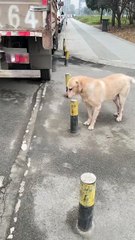 #funny video #shortvideo #viralvideo #funnyadda#