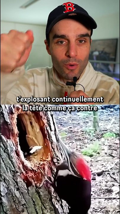 Il faut qu’on parle de cet oiseau…