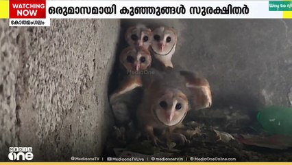 അപൂർവ ഇനത്തിൽപ്പെട്ട വെള്ളിമൂങ്ങയുടെ നാല് കുഞ്ഞുങ്ങളെ കോതമംഗലത്തിനടുത്ത് കണ്ടെത്തി