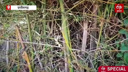 बाउंड्री वॉल का सस्ता-टिकाऊ विकल्प, बांस से करें घेराबंदी, आमदनी के साथ सब्सिडी भी