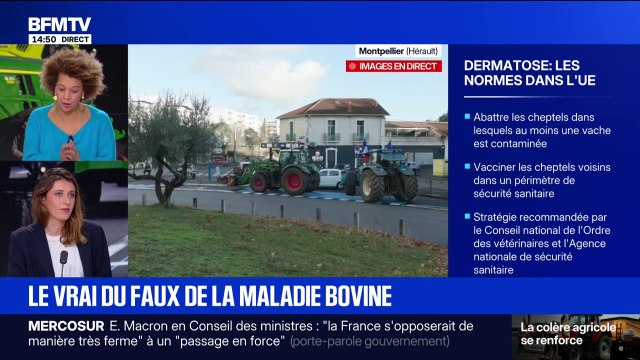 Dermatose nodulaire contagieuse: des fausses informations circulent