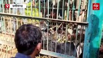 पिंजरे में कैद हुई बच्चों के साथ मादा भालू, मनेंद्रगढ़ में 3 महीने से भालुओं ने मचा रखा था आतंक