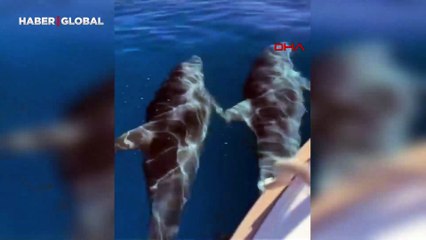 Muğla'da yunuslar eşliğinde tekne gezintisi
