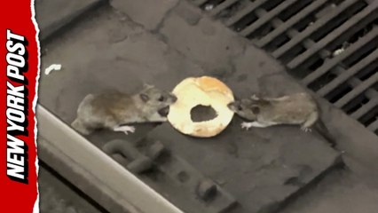 NYC rats caught wrestling over bagel  on subway tracks