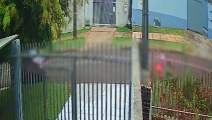 Criança é flagrada abandonando caixa com gatinhos mortos e decapitados