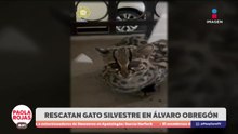 Gato silvestre irrumpe en vivienda de Álvaro Obregón | DPC con Paola Rojas