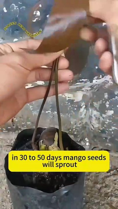 mango grafting method!