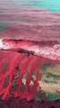El mar se tiñe de rojo en Irán: qué es este fenómeno inusual y por qué ocurre
