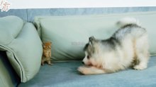 How a Tiny Kitten Goes From Fearing to Loving a Alaskan Malamute