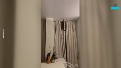Cat’s Stressful Curtain Climb Takes an Unexpected Turn