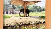 Indian Elephant 🐘: India's Gentle Giant Secrets Revealed!