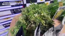 Casal é preso por cultivar pés de maconha no Jardim Ingá