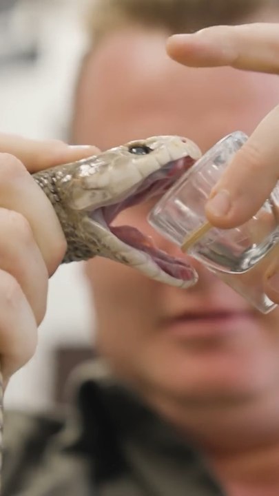 Le venin de serpent 🐍
