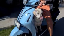 Senior Dog Who Refuses To Walk Loves Dad's Moped