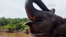 Baby Elephant Runs To Greet The Guy Who Saved Her And Her Mom