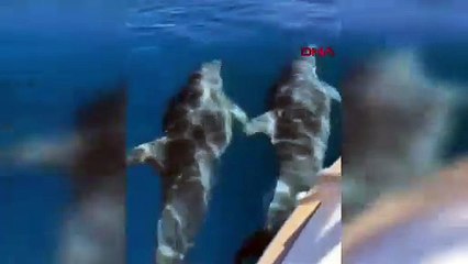 Marmaris açıklarında yunus sürüsü böyle görüntülendi!