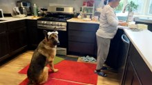Senior German Shepherd Loves to Bring Grandma Her Slippers