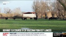 Comment le gouvernement veut accélérer la vaccination contre la Dermatose nodulaire?