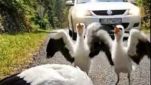 Kind-Hearted Man Rescues an Unconscious Sarus (Crane) on the Roadside 🐾✨