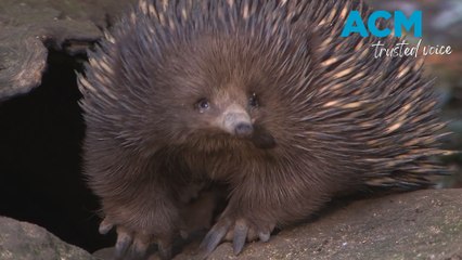 Iconic Aussie echidna caught taking a surprise swim